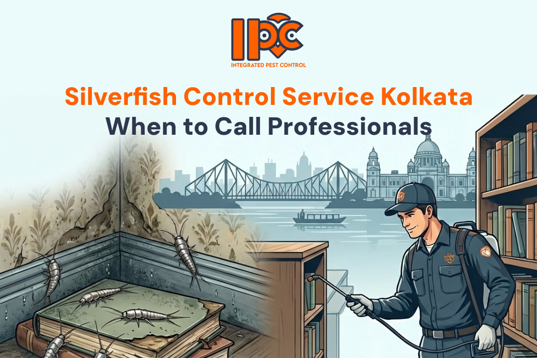 Silverfish Control Service Kolkata: When to Call Professionals